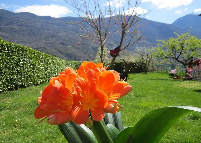 Il Grappolo Bianzone