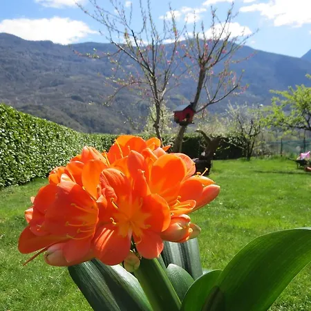 Il Grappolo Bianzone